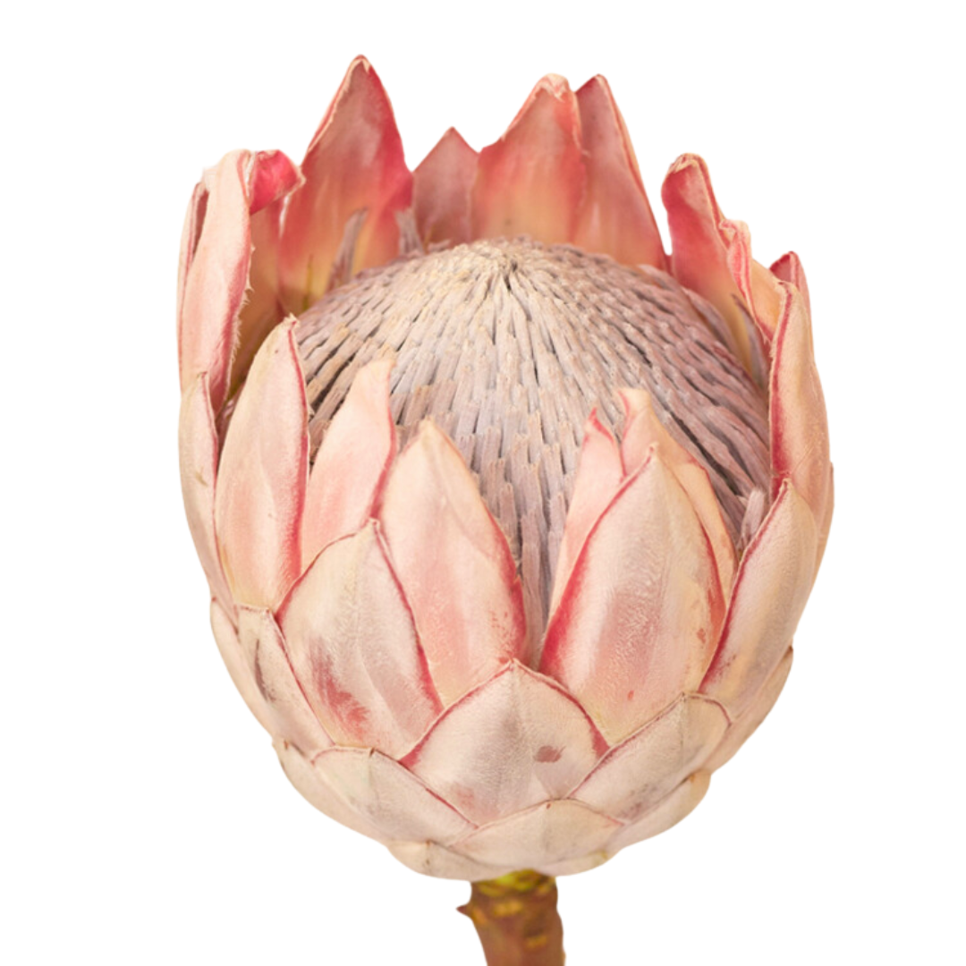 King Protea