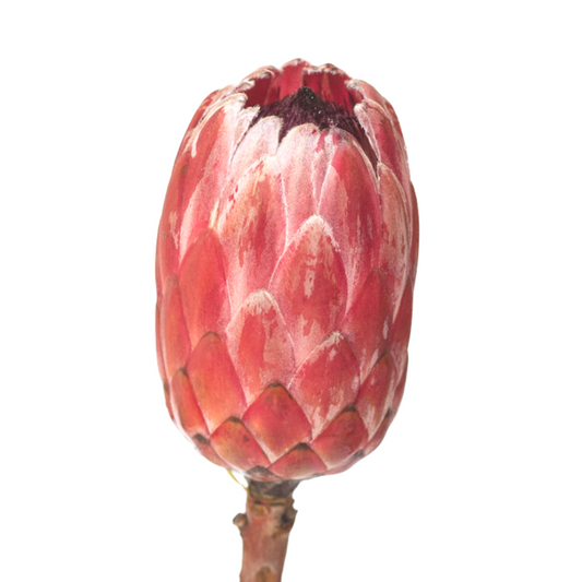 Red Ice Protea