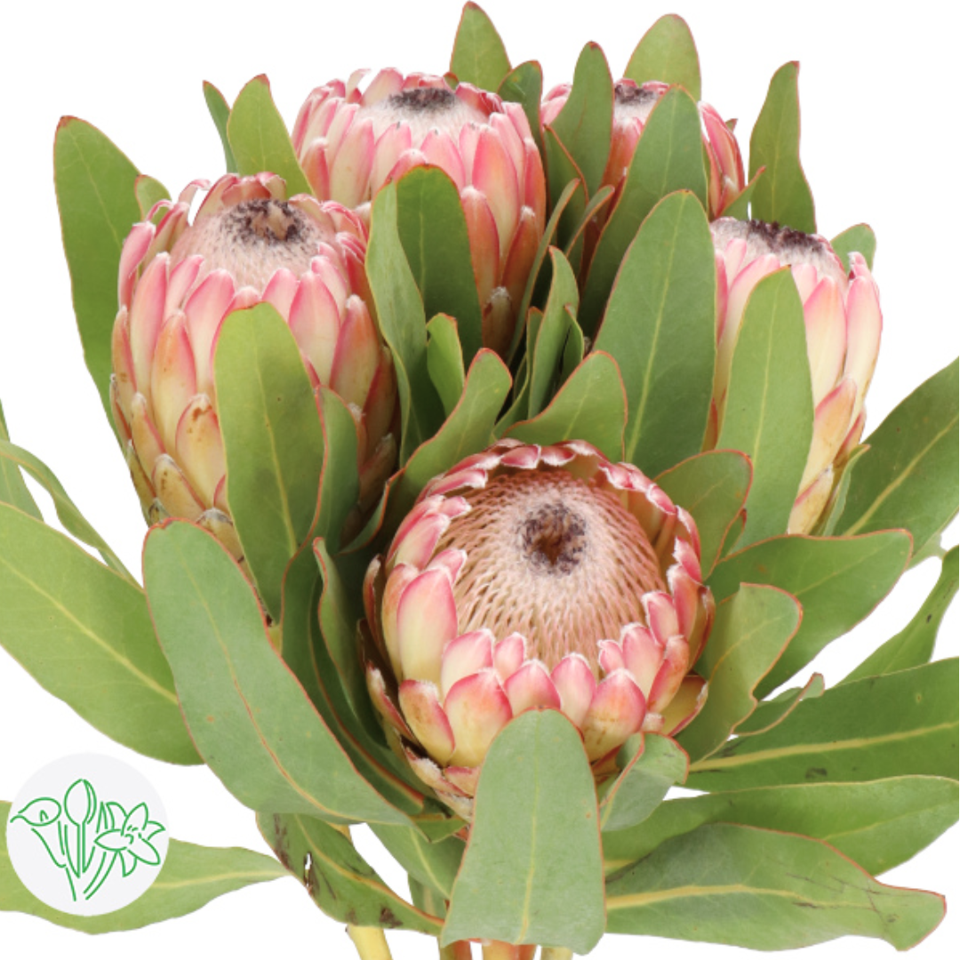 Susara Protea