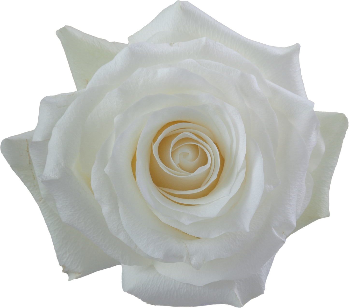 Rose Proud