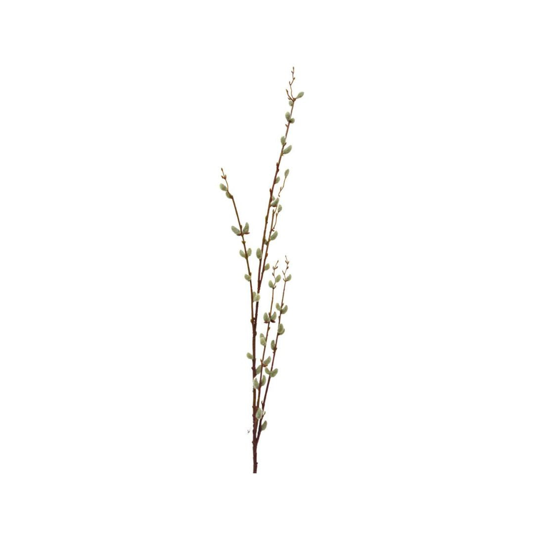 Pussy Willow