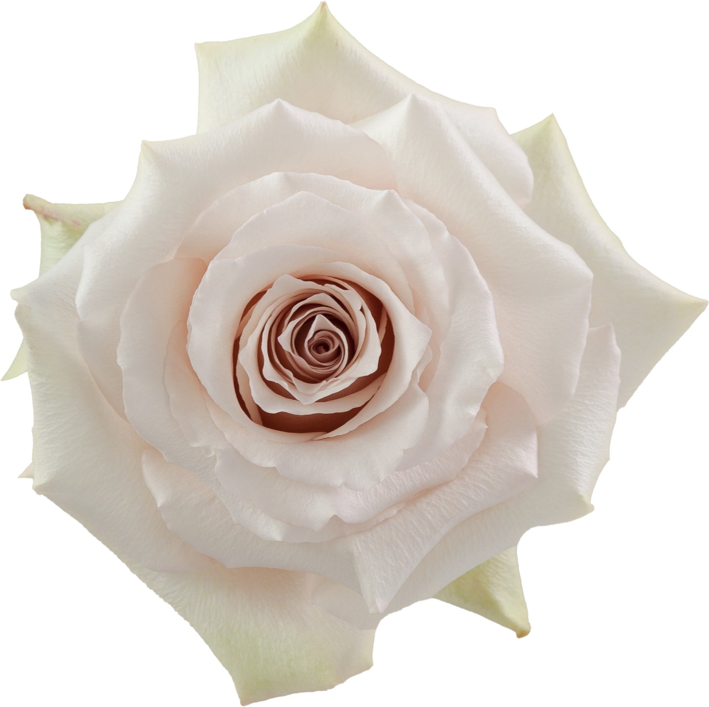 Rose Quicksand