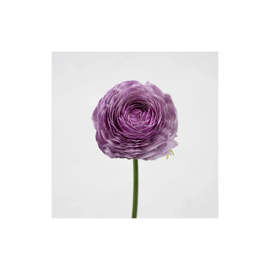 Ranunculus