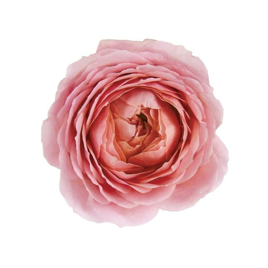 Garden Rose Romantic Antike