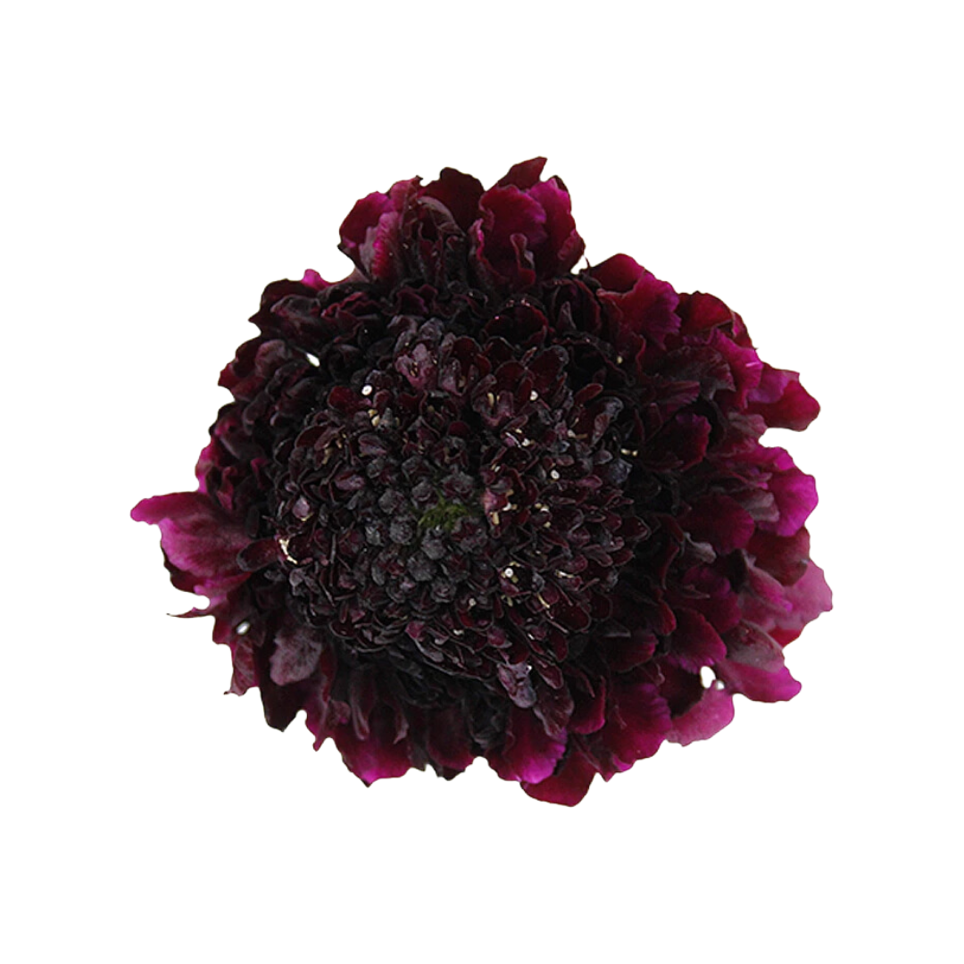 Scabiosa
