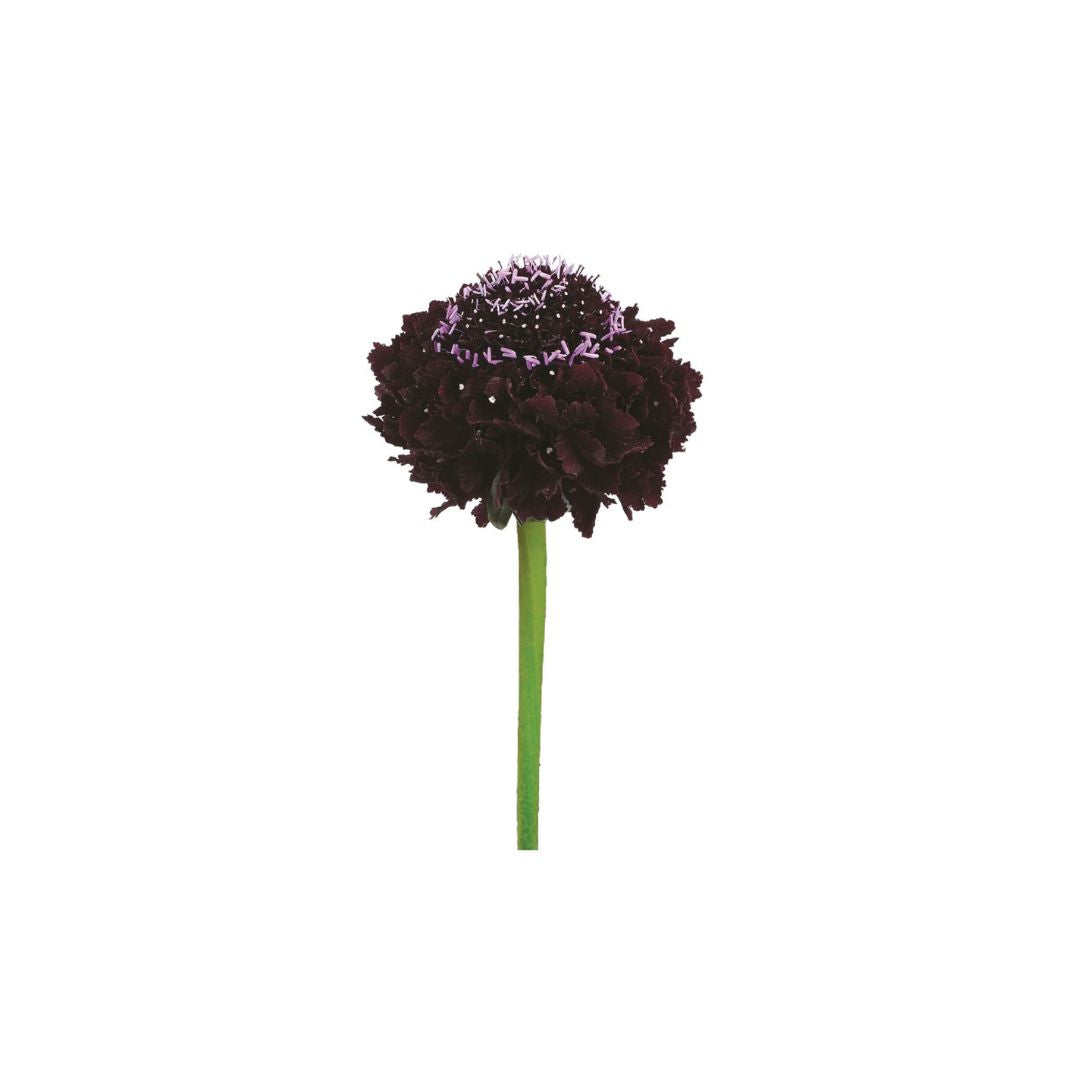 Scabiosa