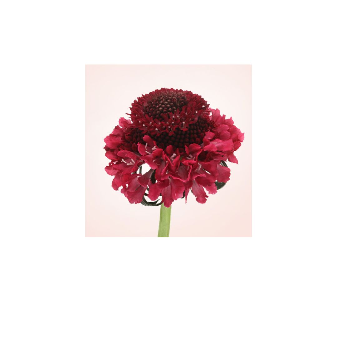 Scabiosa
