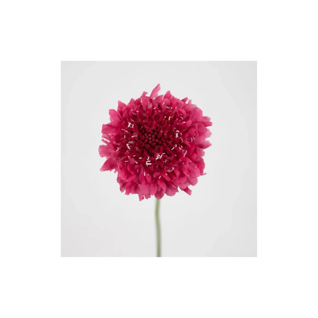 Scabiosa