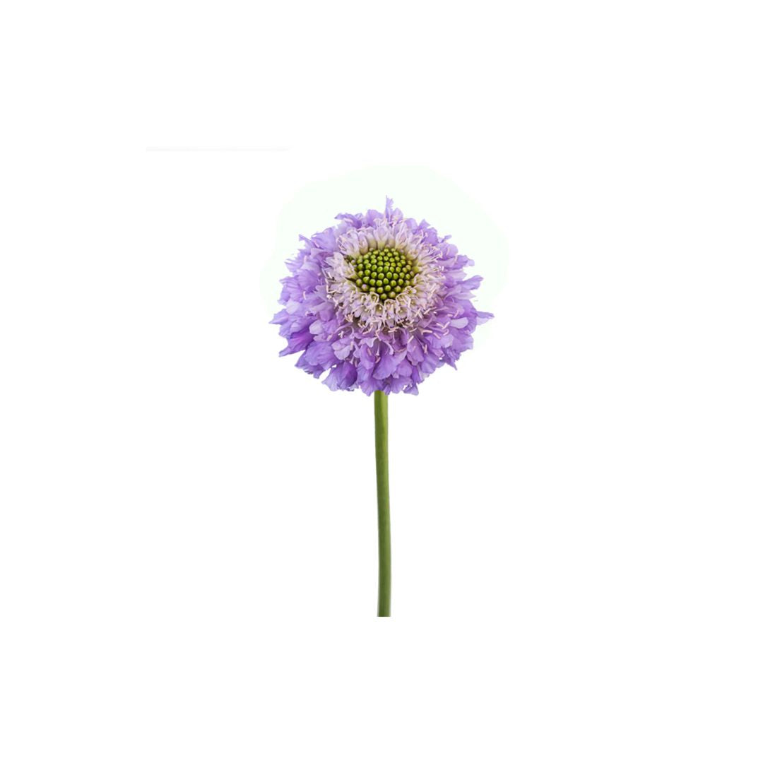 Scabiosa