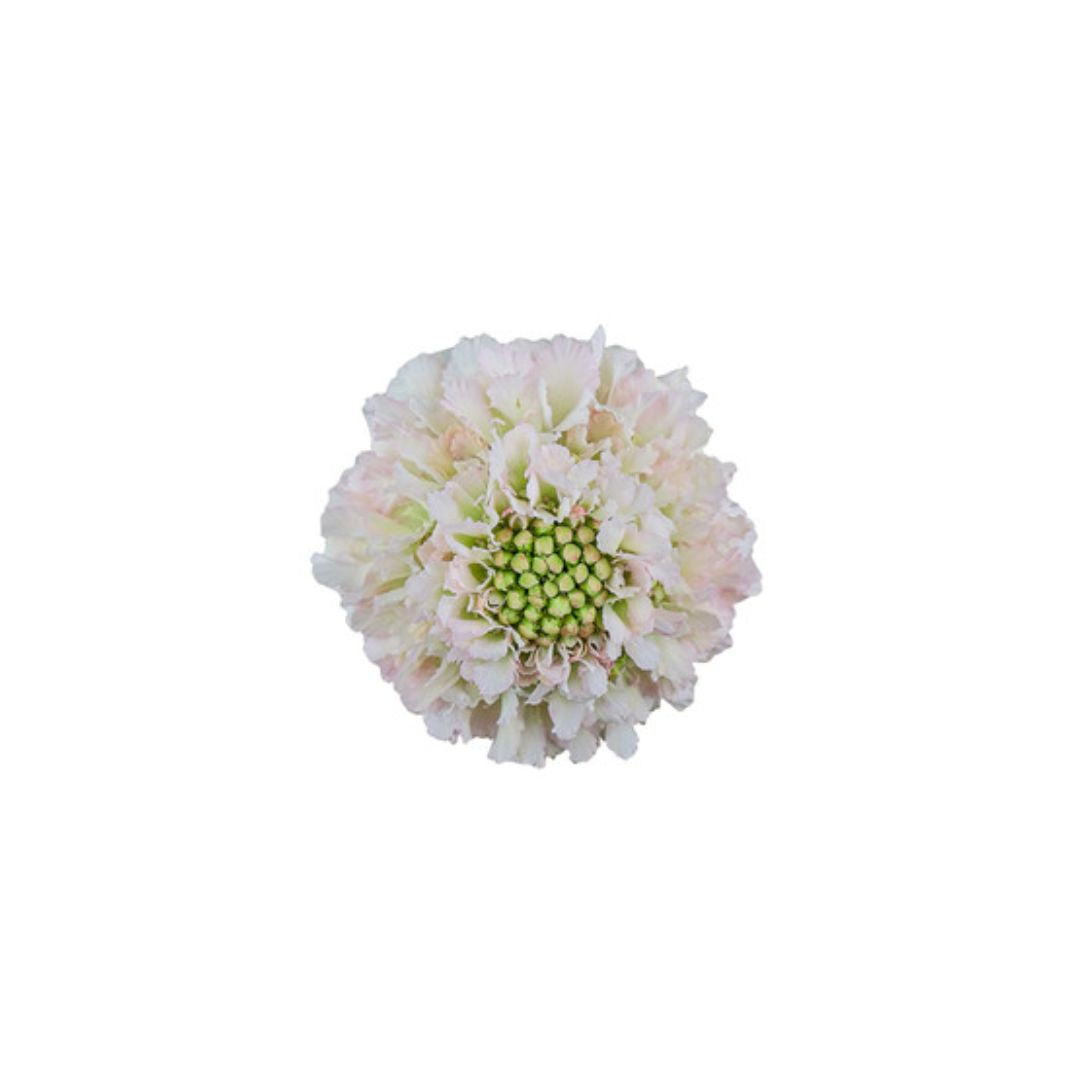 Scabiosa