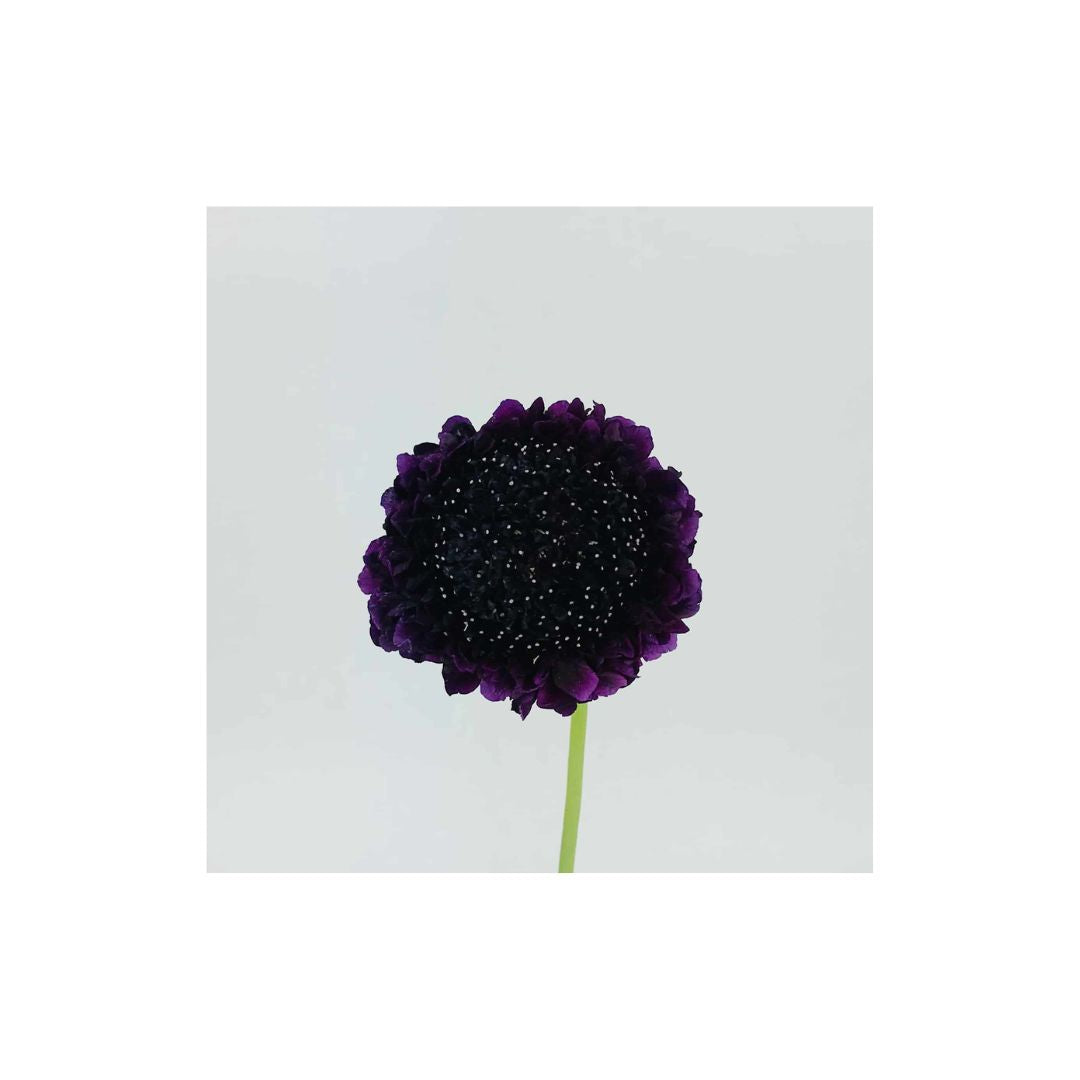 Scabiosa