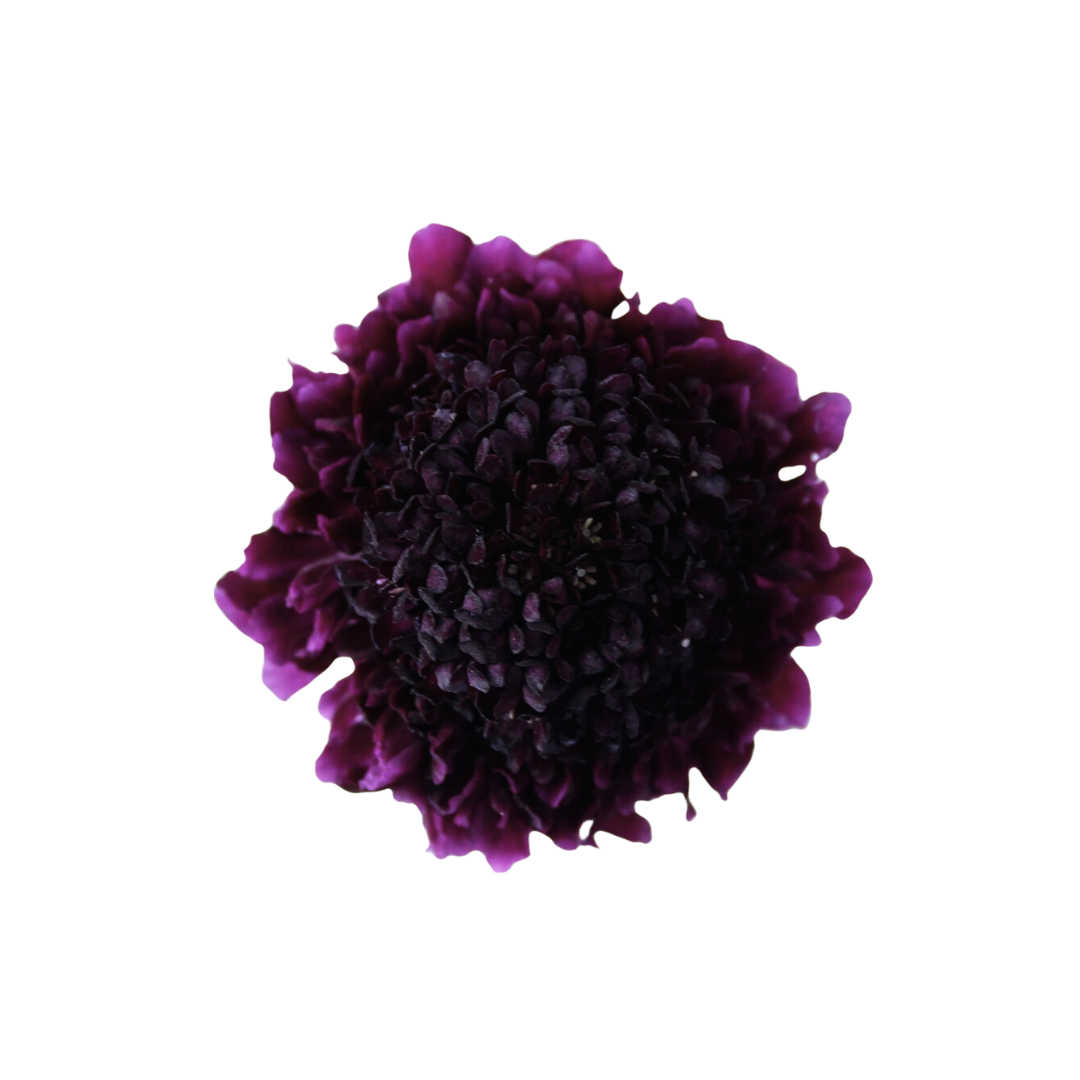 Scabiosa