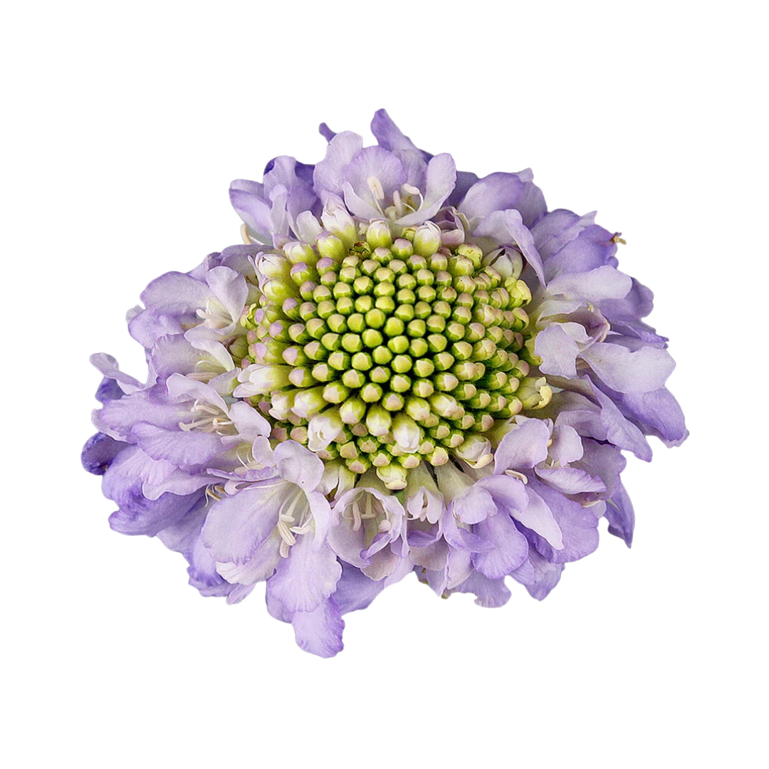 Scabiosa
