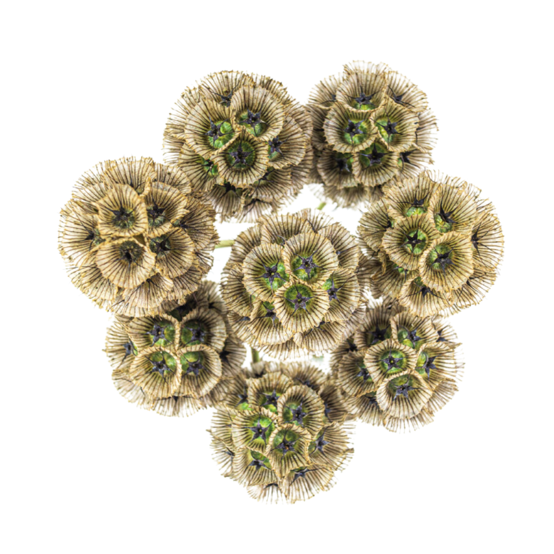 Scabiosa Pods