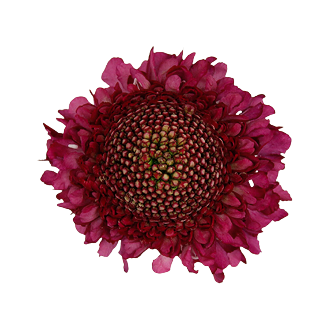 Scabiosa
