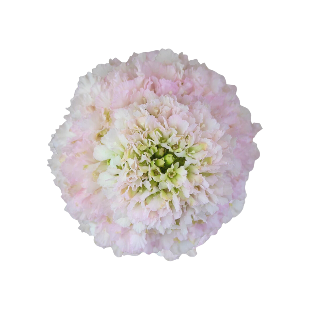 Scabiosa