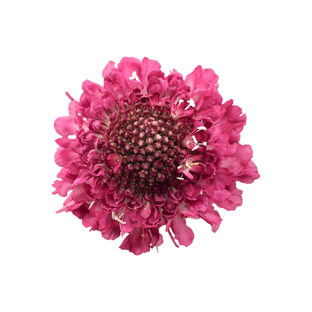 Scabiosa