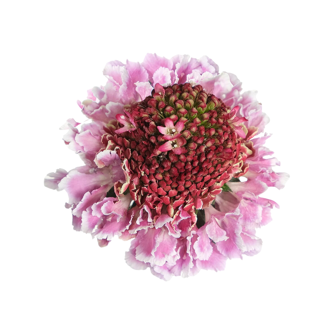 Scabiosa