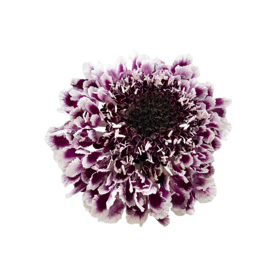 Scabiosa
