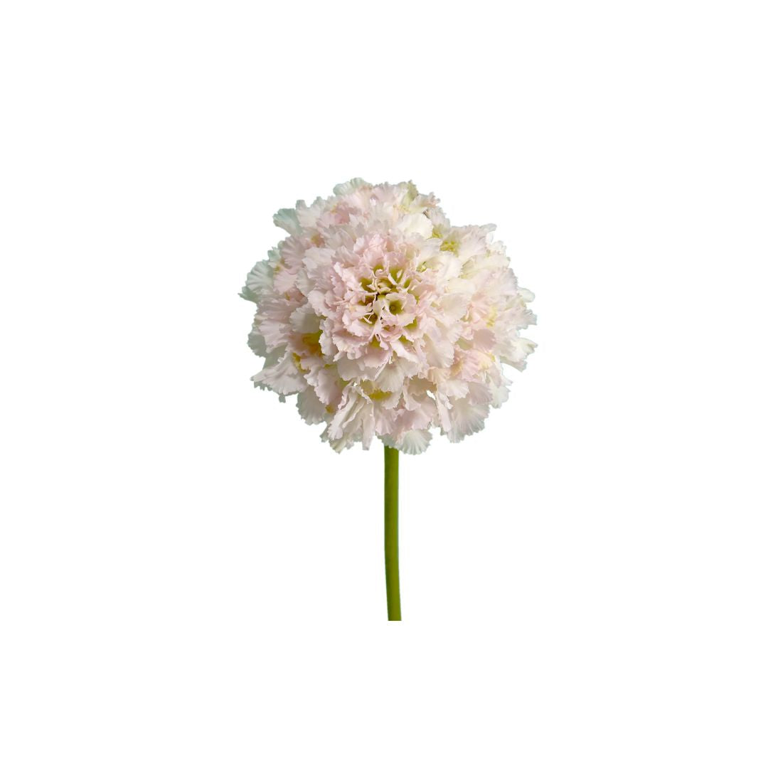 Scabiosa