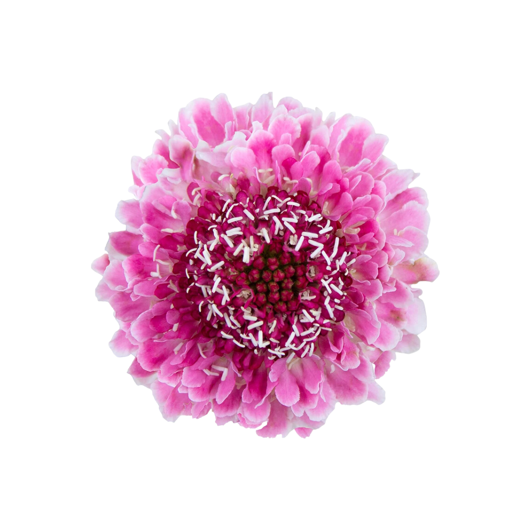 Scabiosa