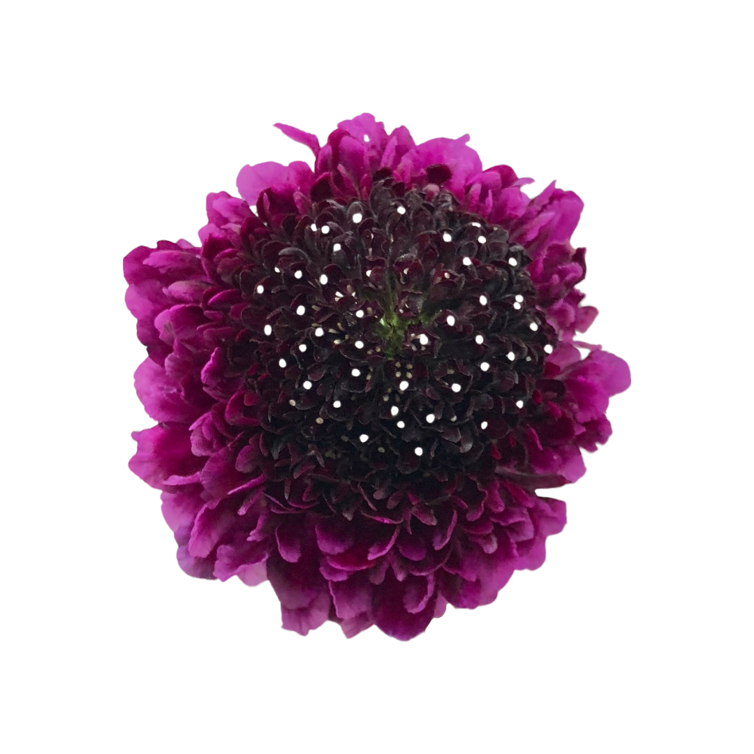 Scabiosa