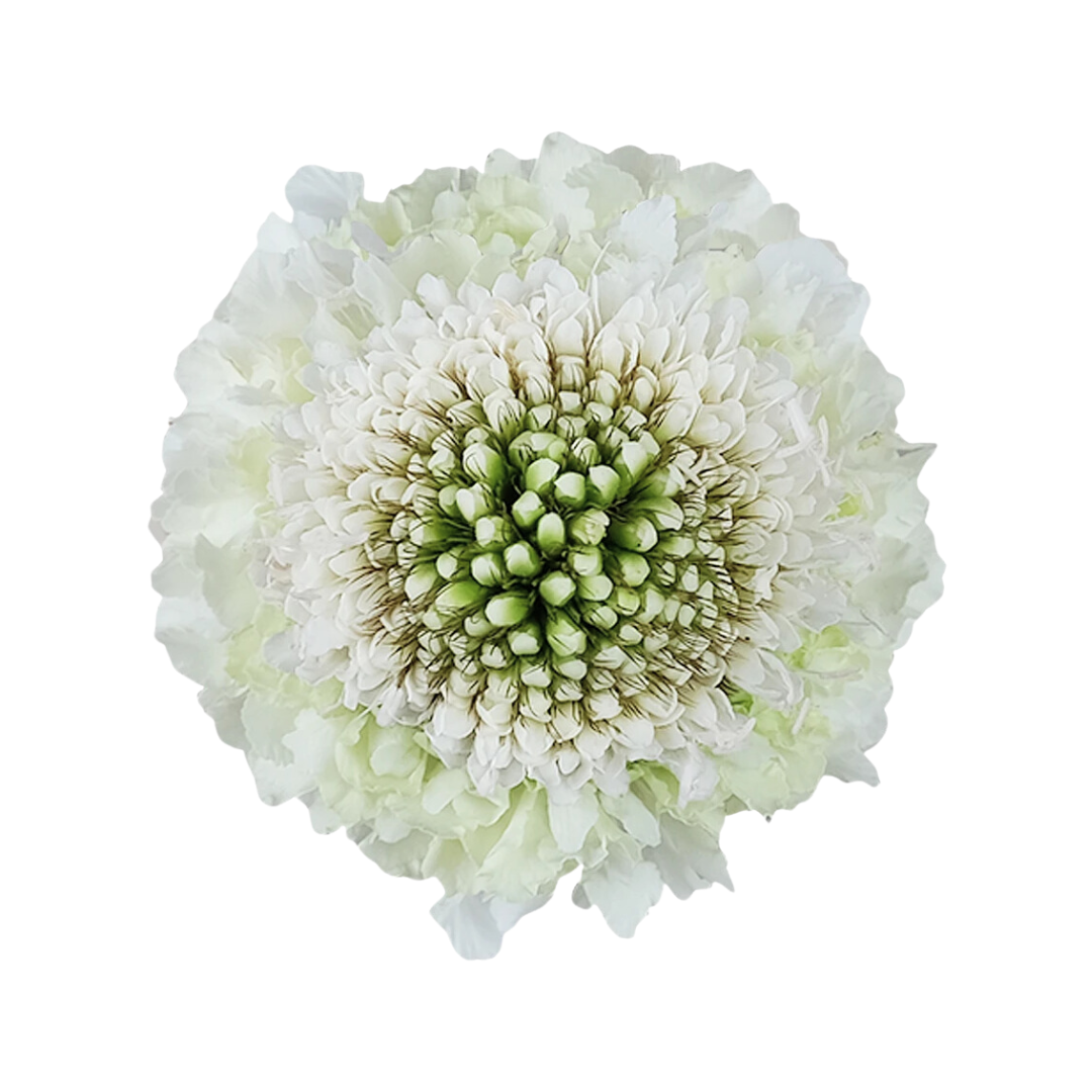 Scabiosa