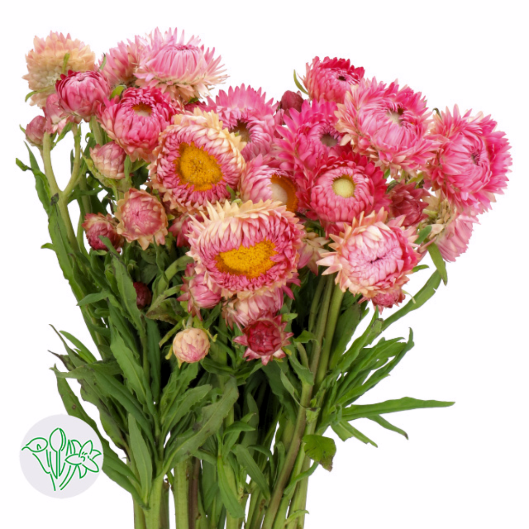 Strawflower