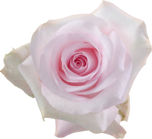 Rose Sweet Akito