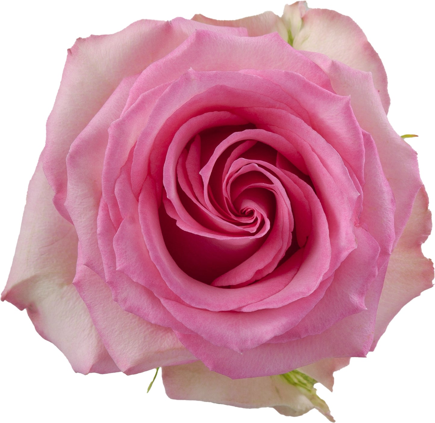 Rose Sweet Unique