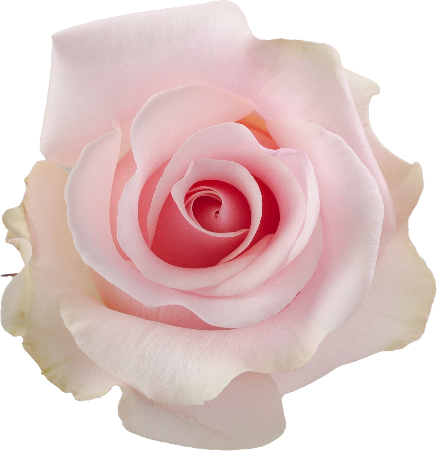 Rose Titanic