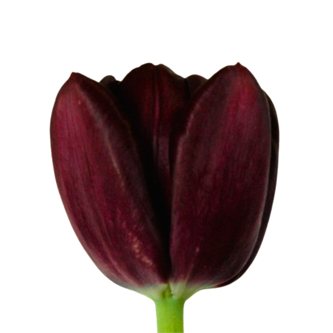 Tulip