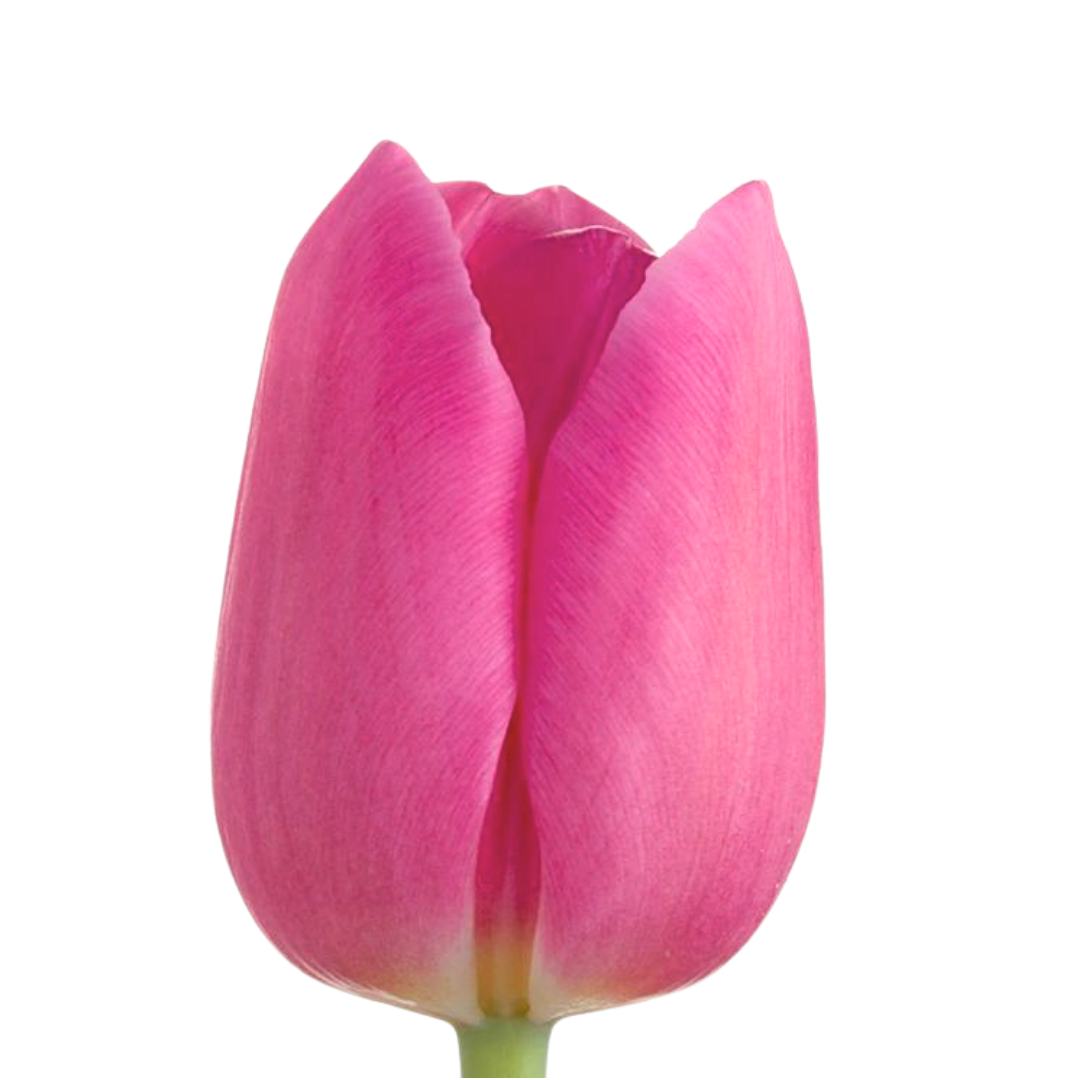 Tulip