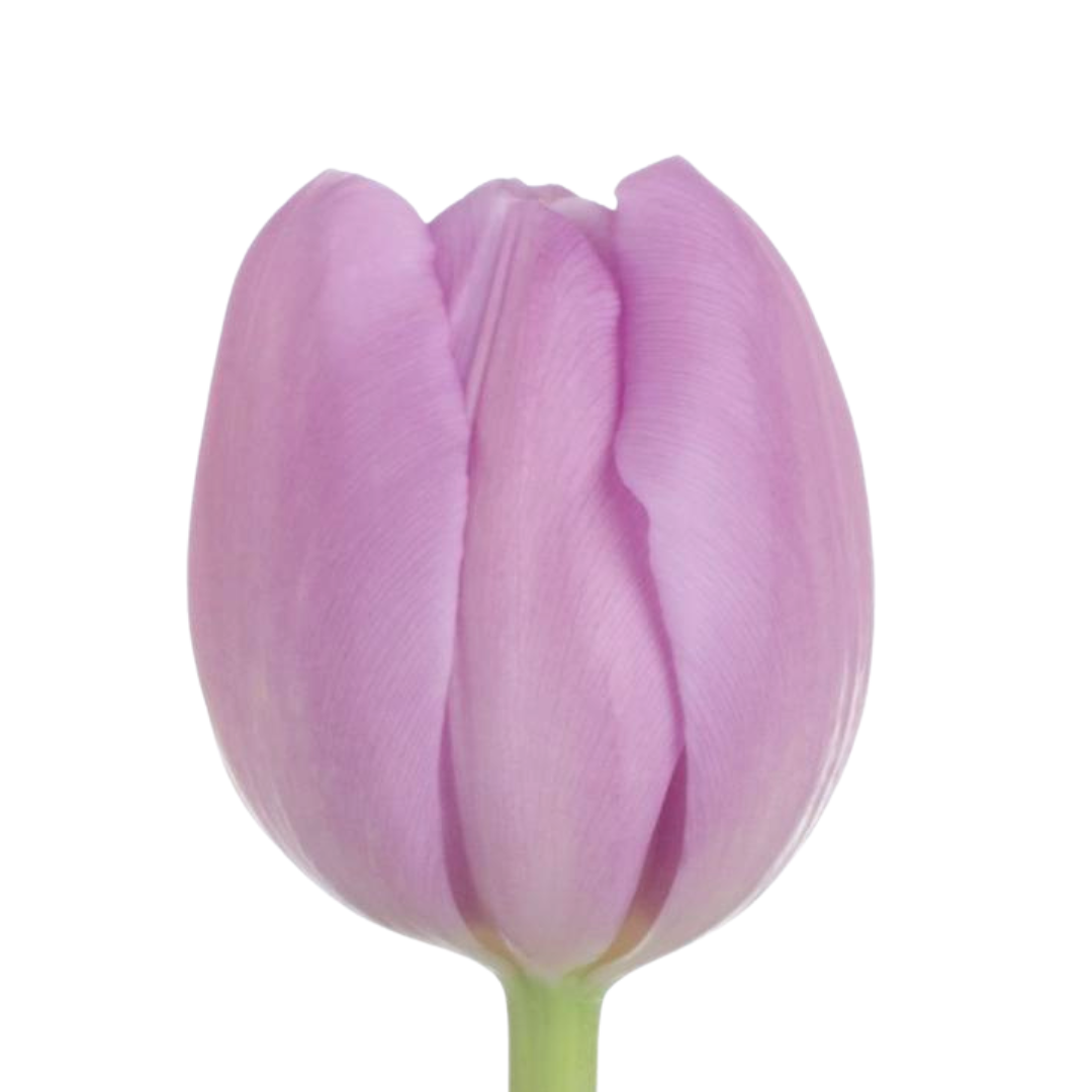 Tulip