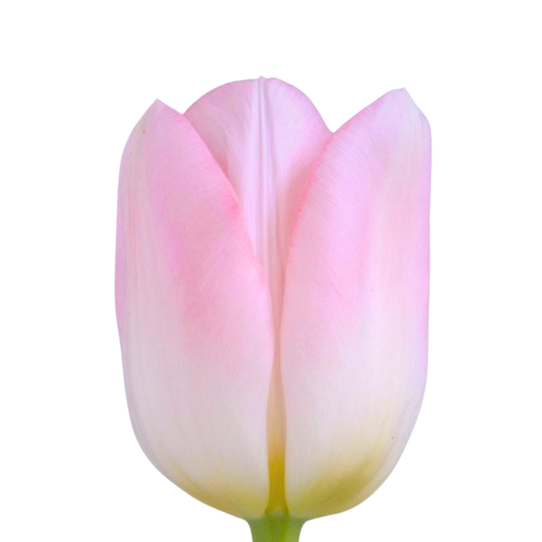 Tulip