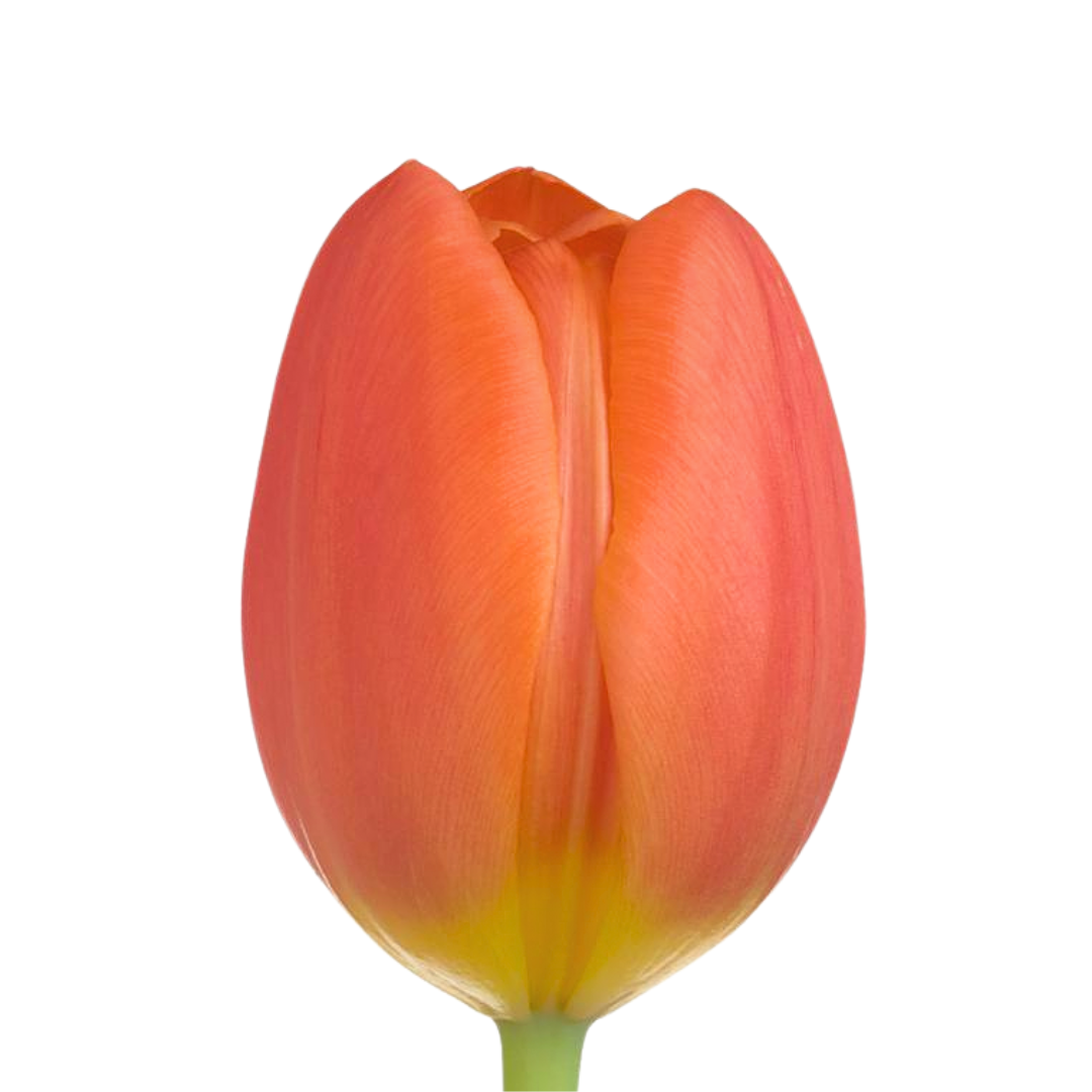 Tulip