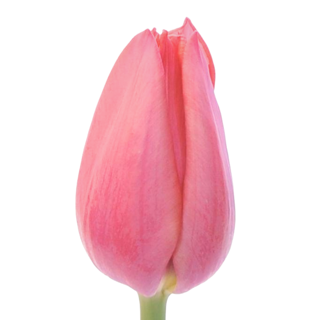 Tulip