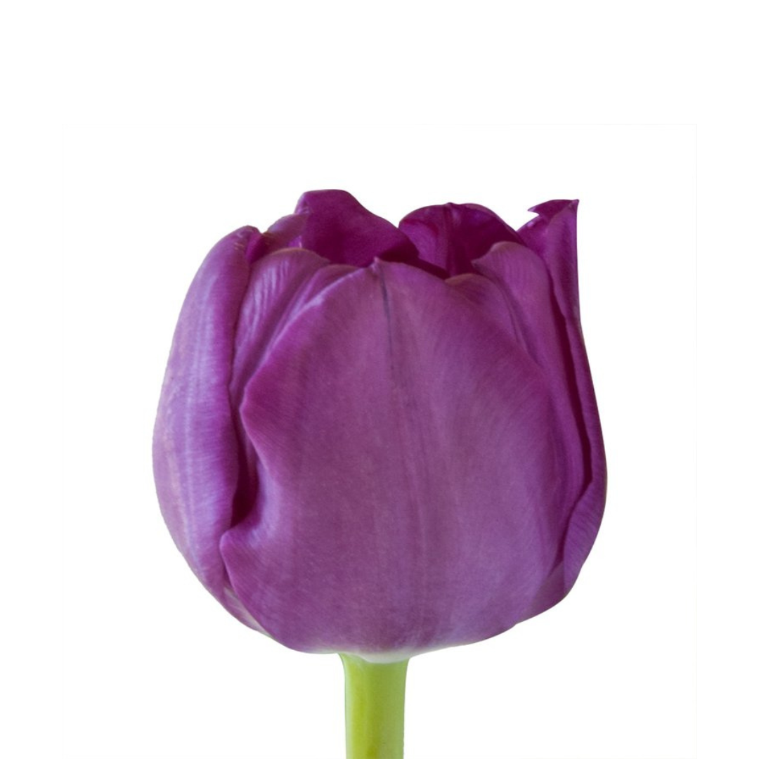 Tulip