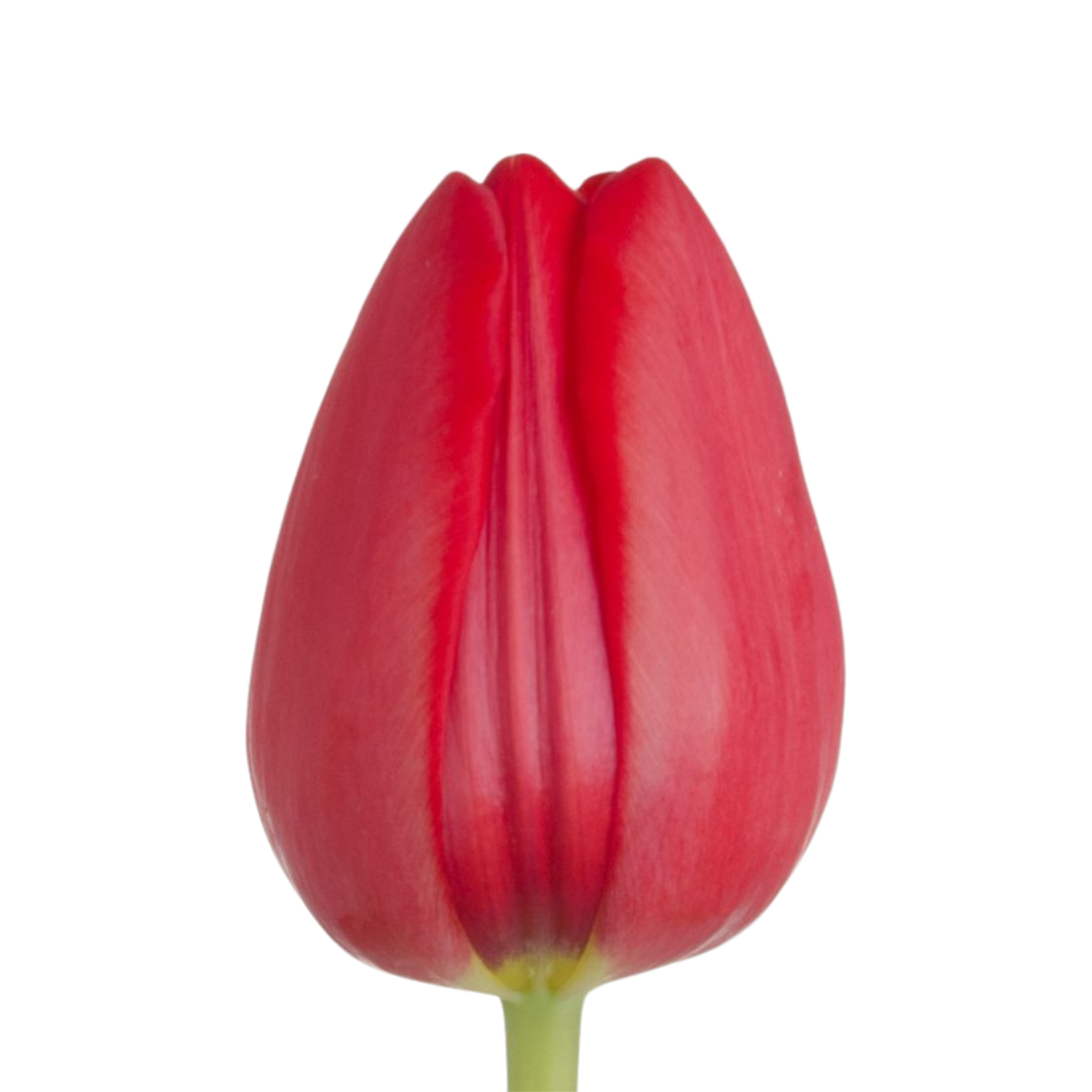 Tulip