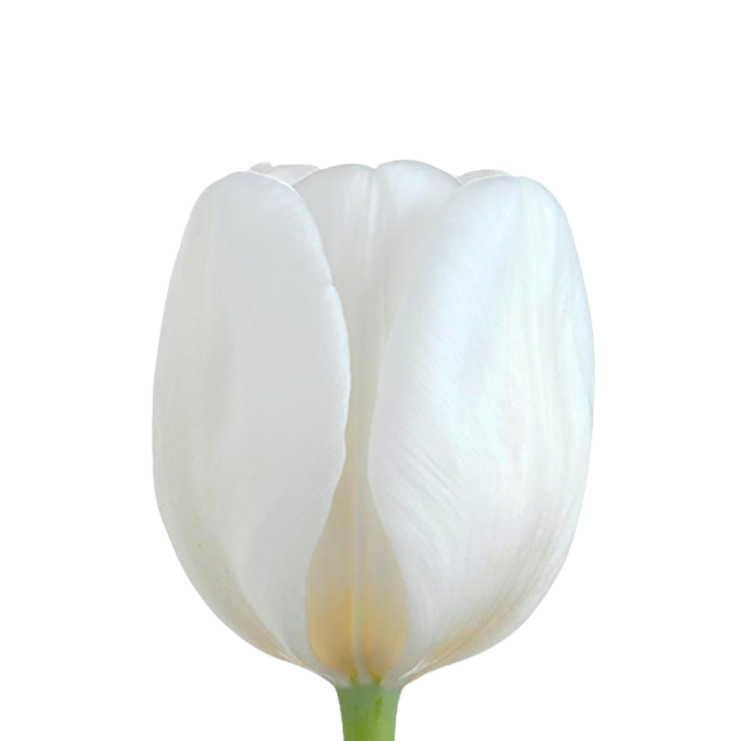 Tulip