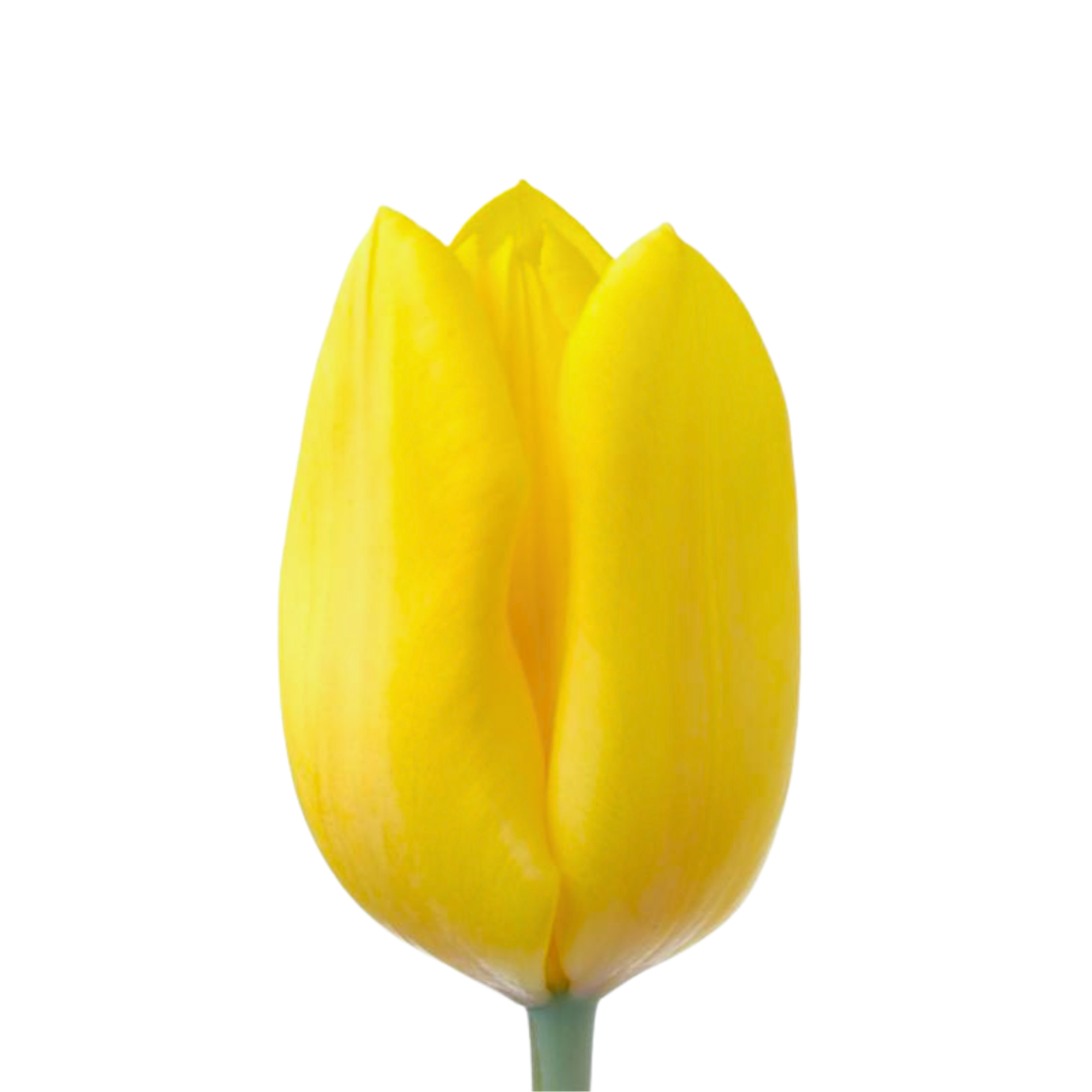 Tulip