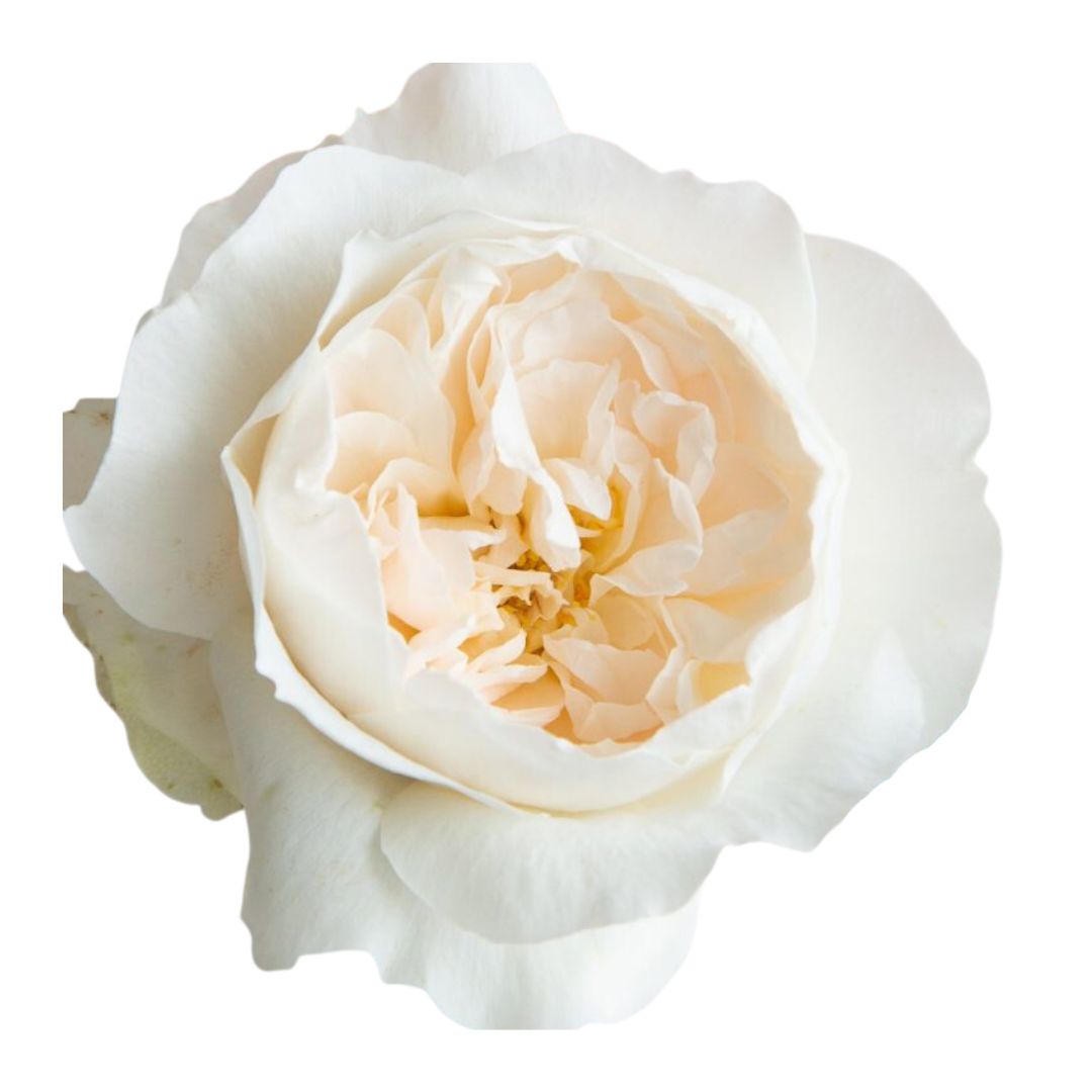 Garden Rose Purity
