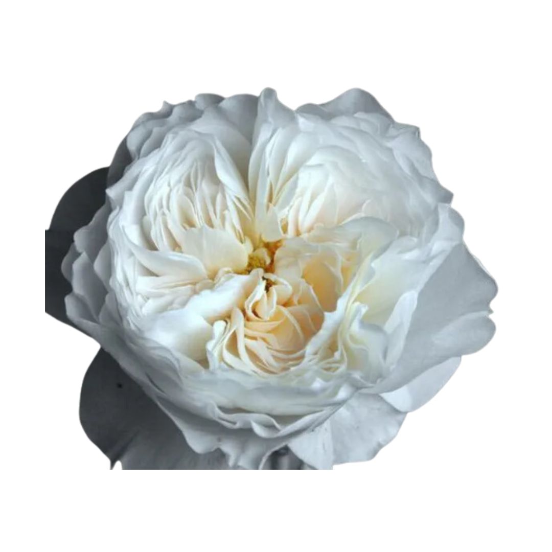 Garden Rose White Cloud
