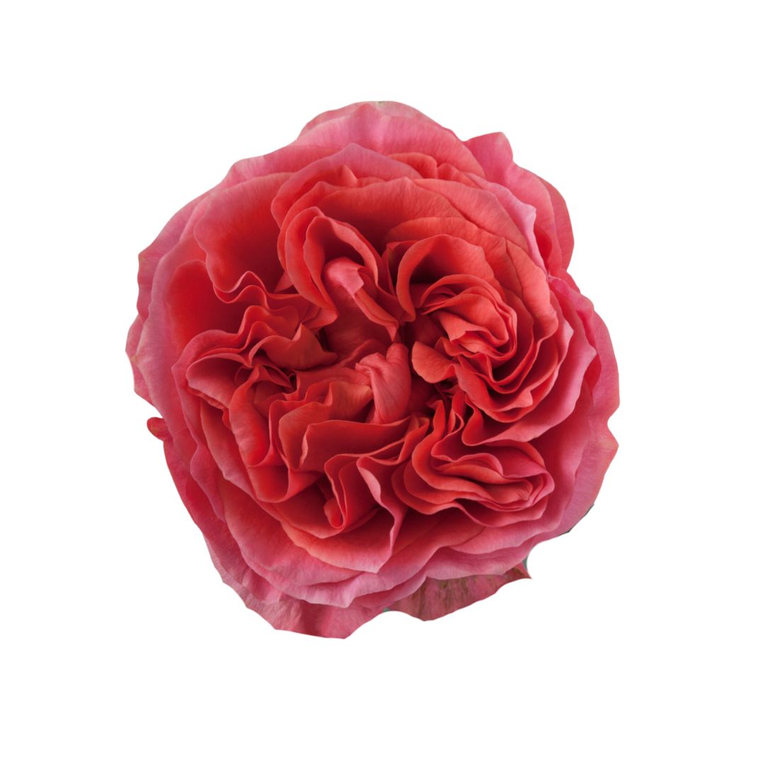 Garden Rose Dark Xpression