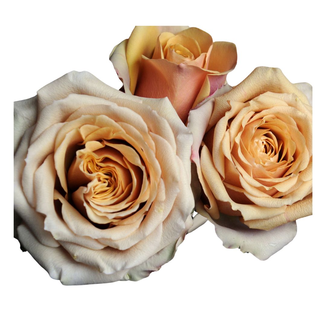 Garden Rose Golden Mustard