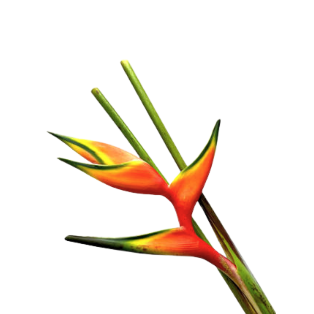 Heliconia