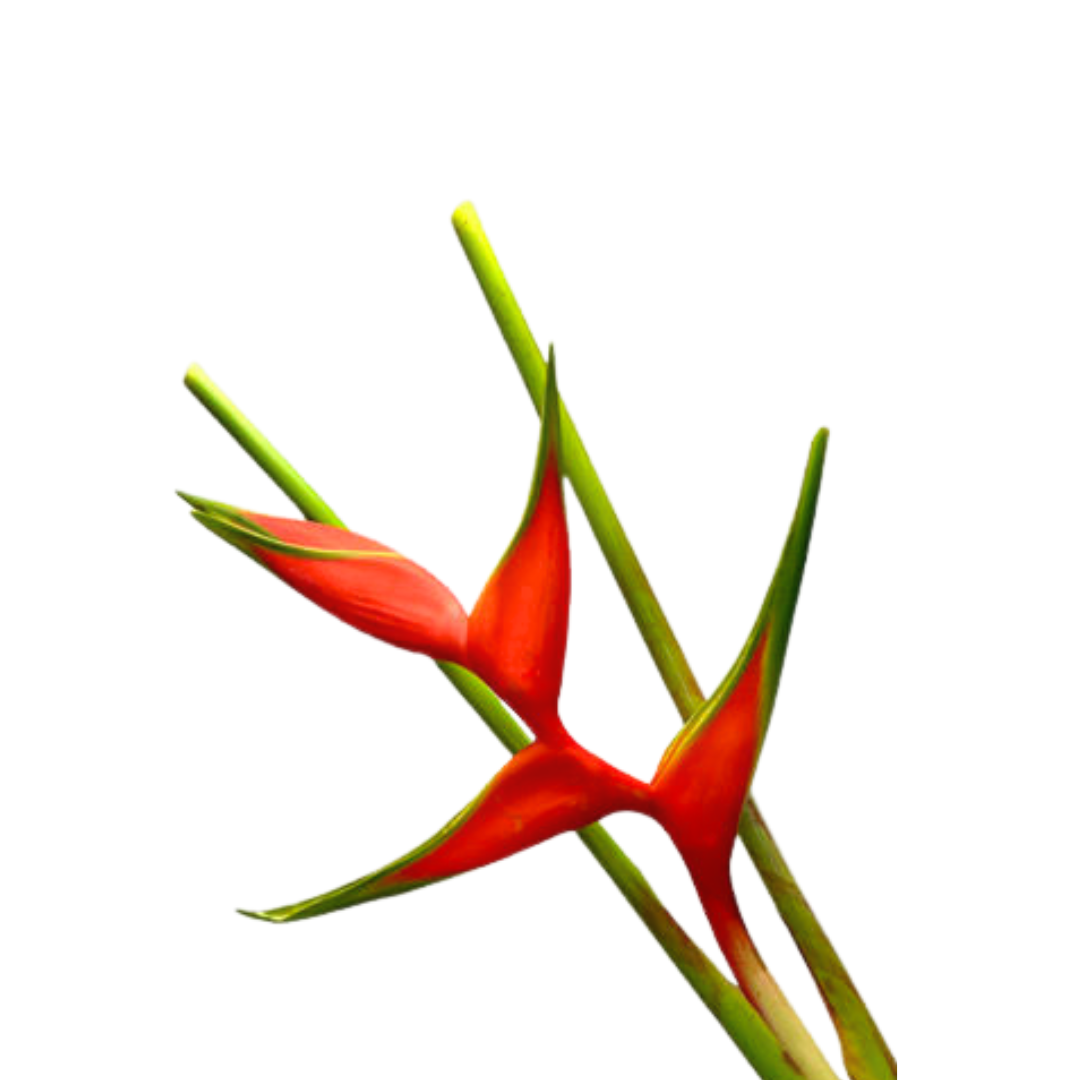 Heliconia