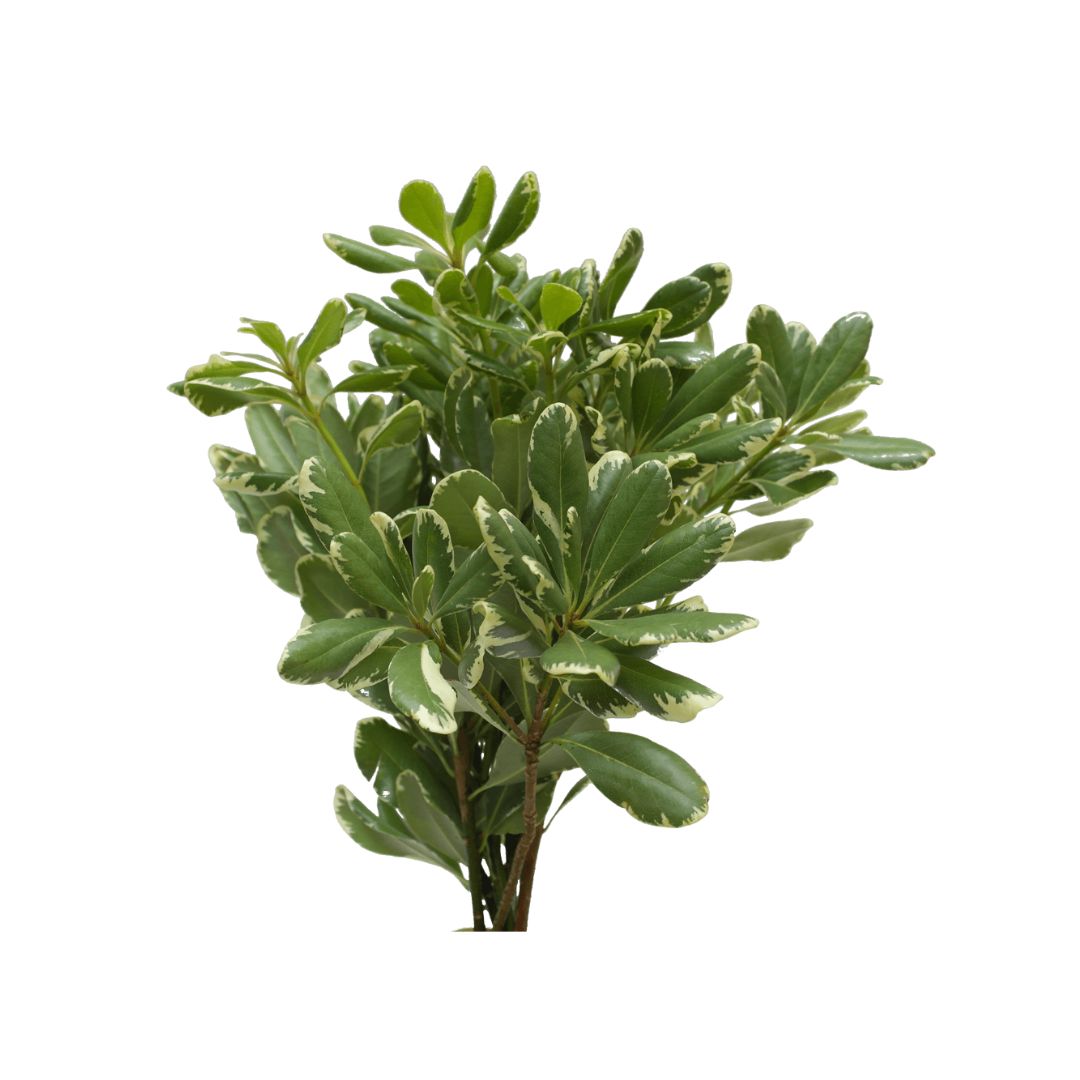 Pittosporum