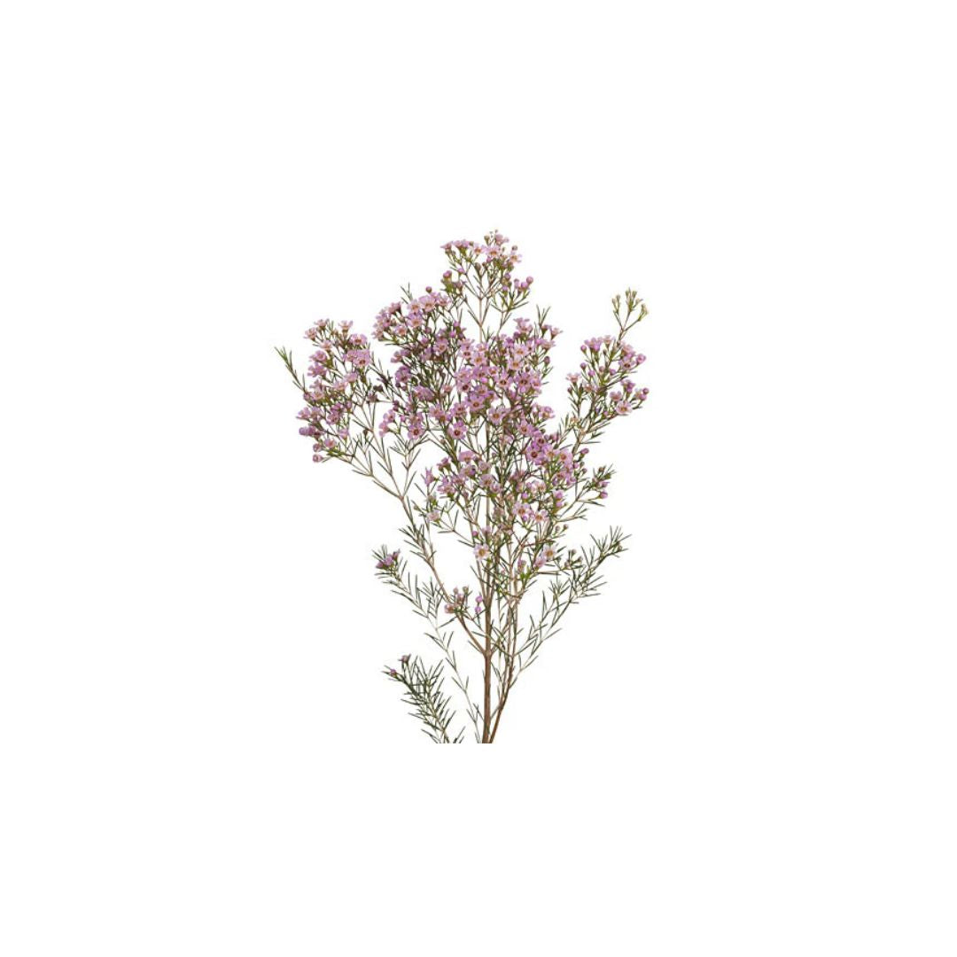 Wax Flower