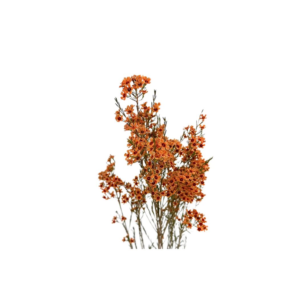 Wax Flower